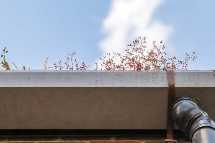 Hvordan rengøres flade tage med solceller effektivt?